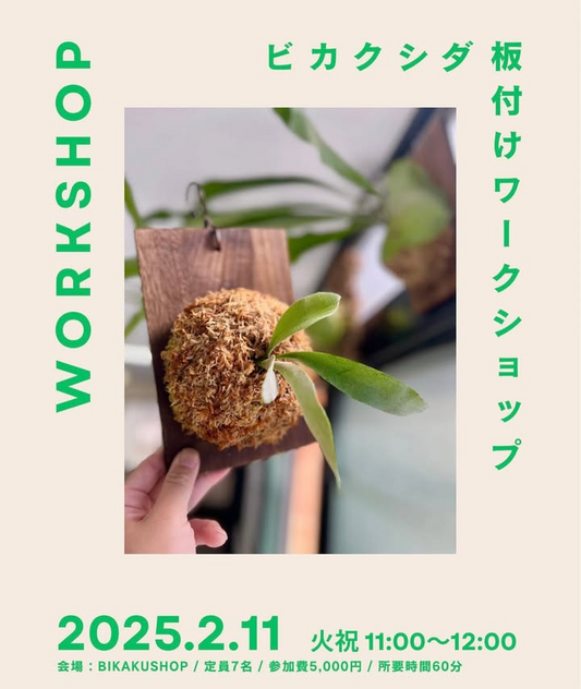 BIKAKUSHOPがビカクシダ板付けワークショップを初開催、観葉植物の専門的な知識と技術が学べる実践的な内容に