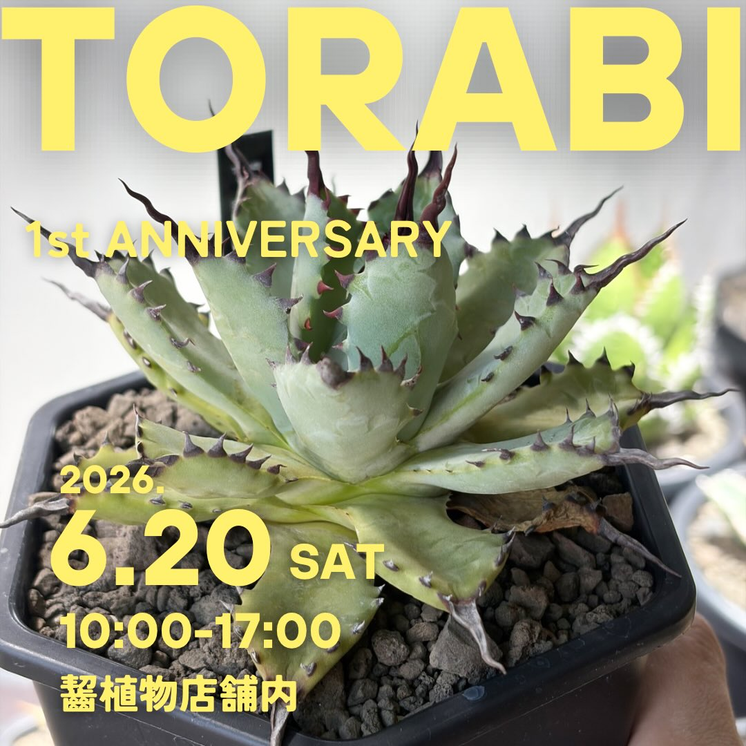 TORABI1stANNIVERSARY2026がカジイプランツで開催、ハイブリッド種販売と5000円くじを実施