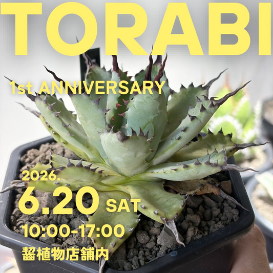 TORABI1stANNIVERSARY2026がカジイプランツで開催、ハイブリッド種販売と5000円くじを実施