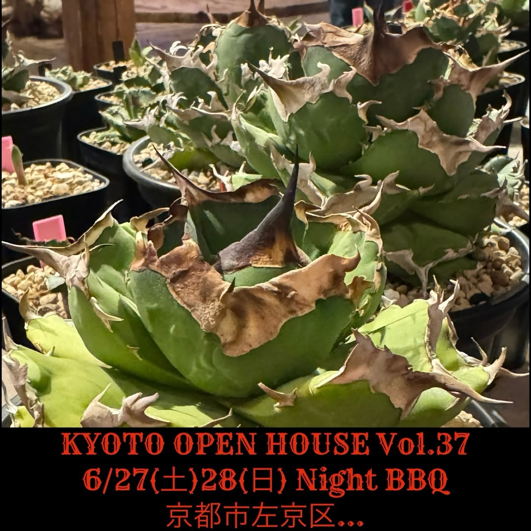 KYOTOOPENHOUSEVol37NightTimeBBQ2026が京都市左京区で開催、アガベとサボテン販売に夜型BBQ企画を実施