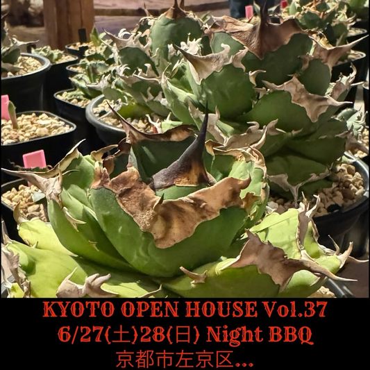 KYOTOOPENHOUSEVol37NightTimeBBQ2026が京都市左京区で開催、アガベとサボテン販売に夜型BBQ企画を実施