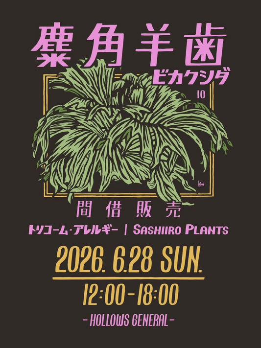 麋角羊歯ビカクシダ10がHOLLOWSGENERALで開催、SASHIIROPLANTSとのコラボ販売と板付け相談を実施