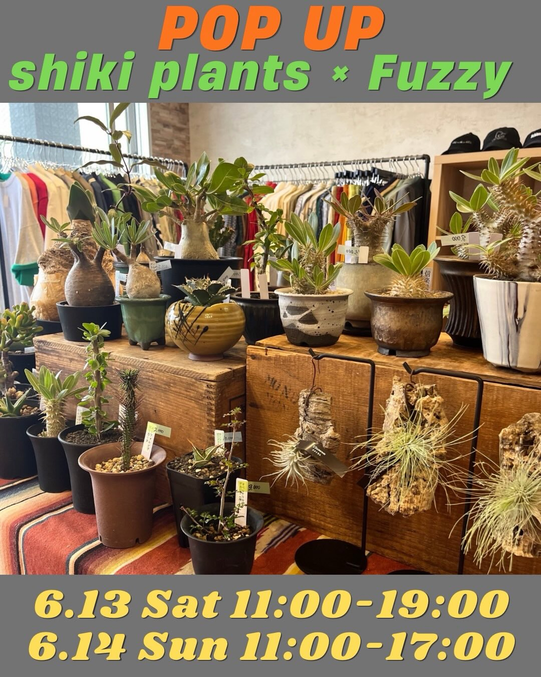 POPUPshikiplantsFuzzy2026がFuzzyで開催、多肉植物と塊根植物の販売や多肉植物すくいを実施