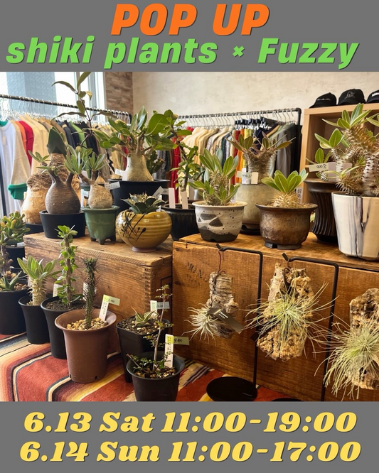POPUPshikiplantsFuzzy2026がFuzzyで開催、多肉植物と塊根植物の販売や多肉植物すくいを実施
