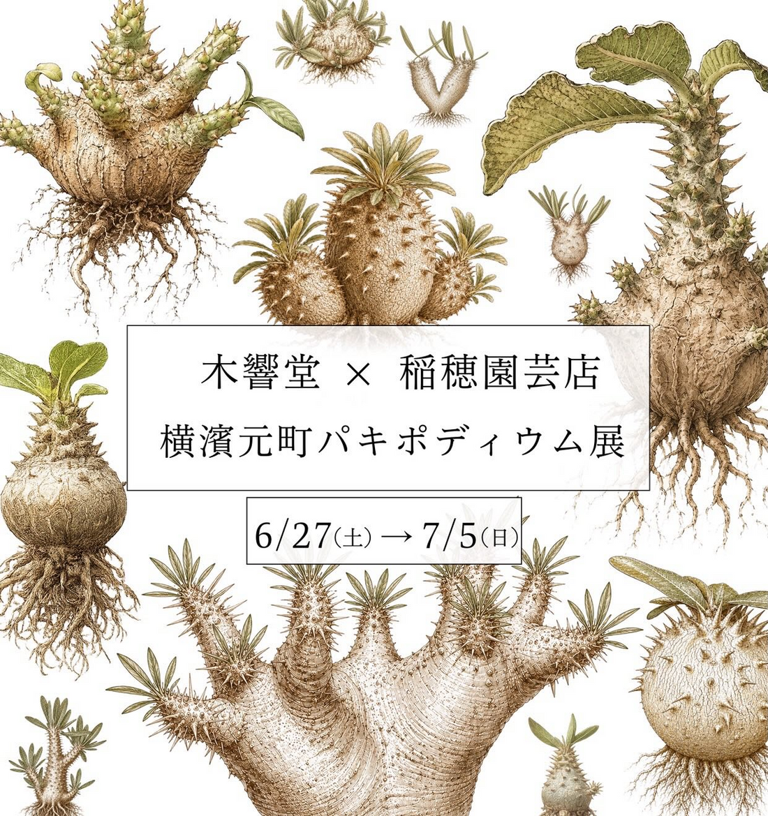 横濱元町パキポディウム展2026が木響堂で開催、実生パキポディウム300株以上を展示販売
