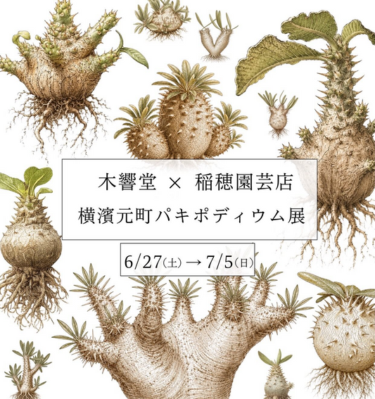 横濱元町パキポディウム展2026が木響堂で開催、実生パキポディウム300株以上を展示販売