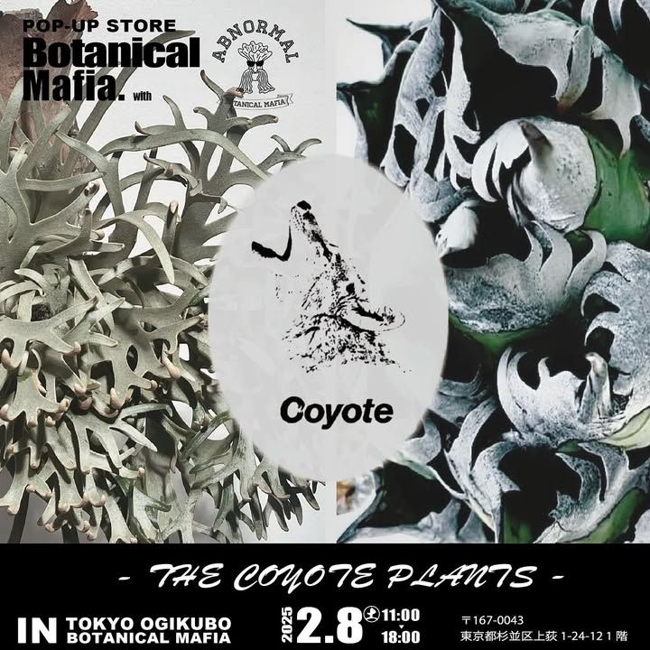 @utada_coyoteがbotanical mafiaで2025年初のオアハカwild即売会を開催、厳選された野生種を展示販売