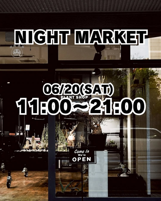 N3SELECTNIGHTMARKET2026が福岡市中央区長浜で開催、パキポディウムグラキリスとアガベを夜まで展開