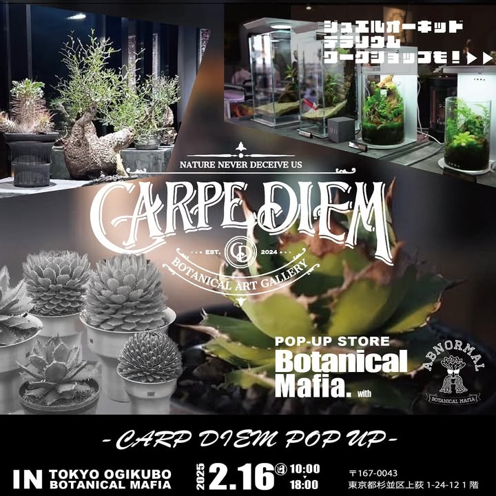 carpe_diemがbotanical mafiaでポップアップイベントを開催、アガベと塊根植物の展示販売とテラリウムワークショップを実施