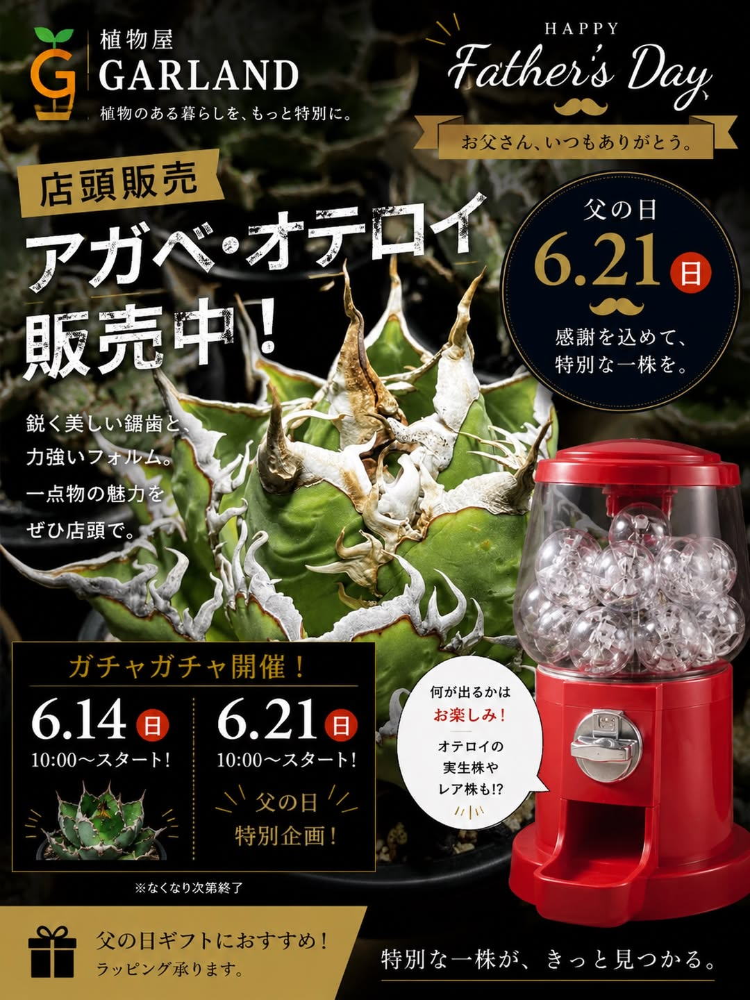 父の日アガベガチャ2026がガーランドフレスタ東山本店で開催、アガベオテロイや実生株が登場 - リーフラ編集部