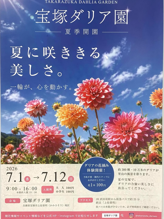 宝塚ダリア園夏季開園2026が開催、約300種10万本のダリアと花摘み体験を公開