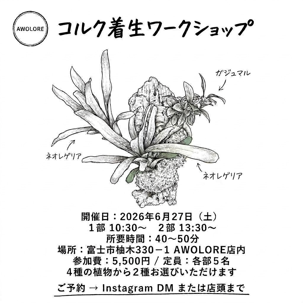 AWOLORE コルク着生ワークショップ2026が富士市で開催、ネオレゲリアとガジュマルの仕立てを体験