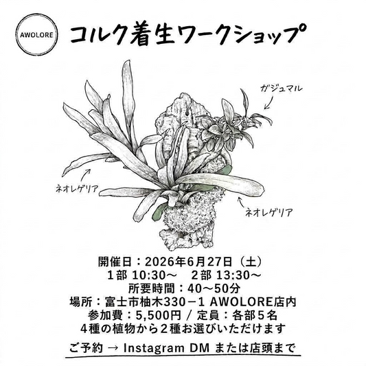 AWOLORE コルク着生ワークショップ2026が富士市で開催、ネオレゲリアとガジュマルの仕立てを体験