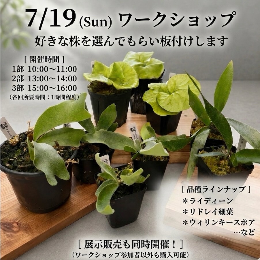 mfk.plants板付けワークショップ2026がハナイロで開催、ビカクシダの板付けと展示販売を実施