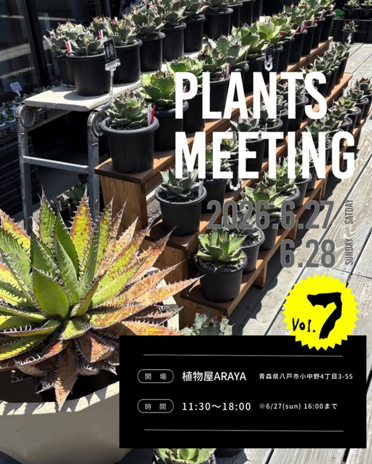PLANTSMEETINGVol72026が植物屋ARAYAで開催、jiroflowerがアガベオテロイと希少多肉植物を出店