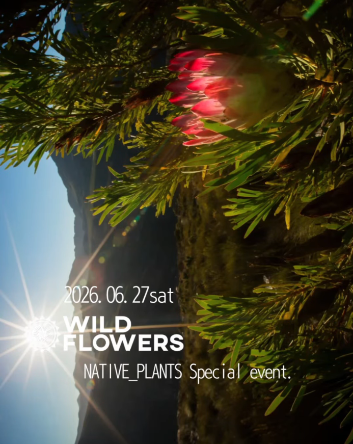NATIVEPLANTSスペシャルイベント2026が湘南で開催、WILDFLOWERSのプロテア販売会と昼食会を実施
