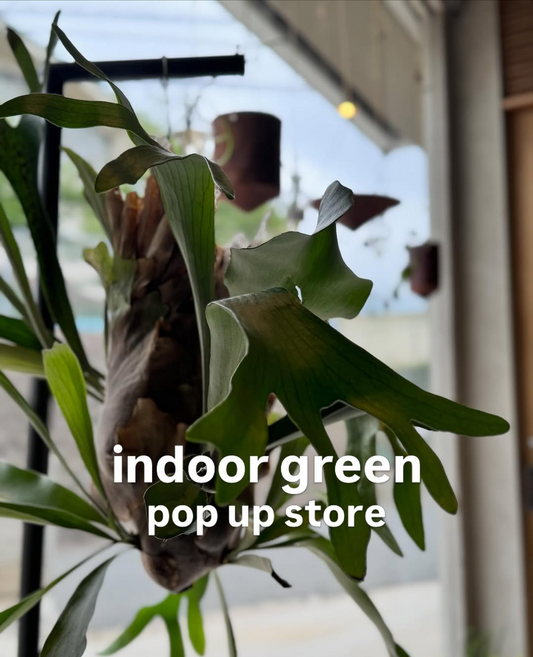 indoorgreenpopupstore2026がプロウンチュームで開催、ビカクシダなど室内で楽しめる観葉植物が登場
