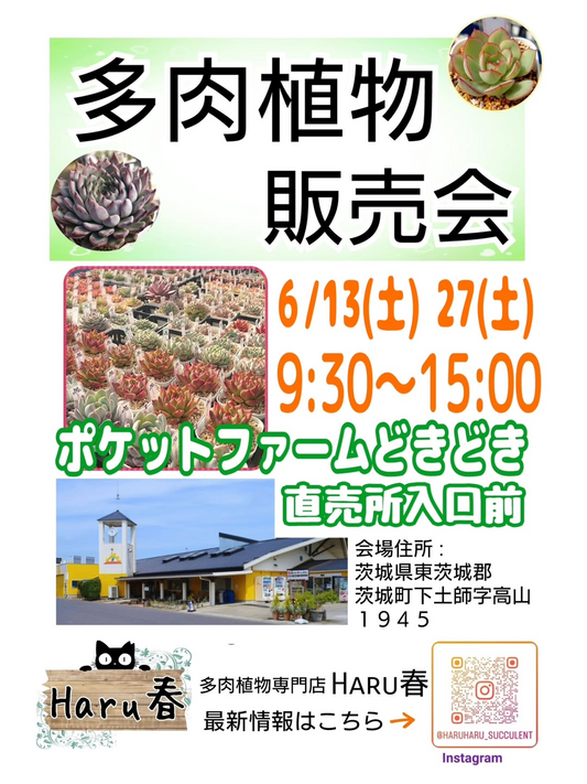 多肉植物販売会2026がポケットファームどきどき茨城町店で開催、Haru春が苗や希少品種を販売