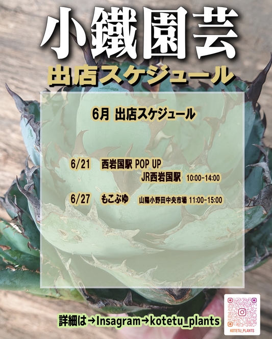 西岩国駅POPUP2026が農産物直売所旬彩館で開催、hmplan2が塊根植物や多肉植物を販売