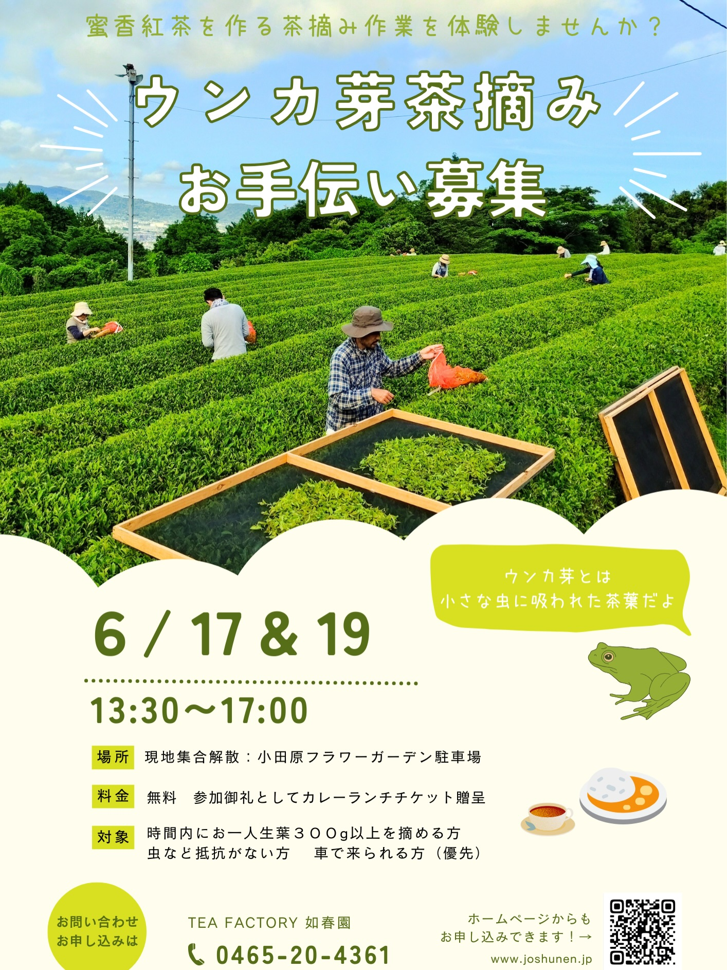 ウンカ芽茶摘みお手伝い2026が小田原で開催、蜜香紅茶を作る茶摘み作業の参加者を募集 - リーフラ編集部