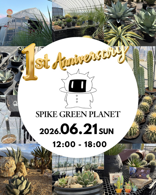 SPIKE GREEN PLANET1周年感謝祭が埼玉県鴻巣市で開催、特大アガベとサボテン管理株の特別販売を実施