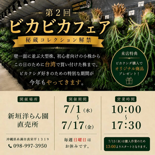 第2回ビカビカフェア2026が新垣洋らん園で開催、ビカクシダ大型株や台湾買い付け株を販売