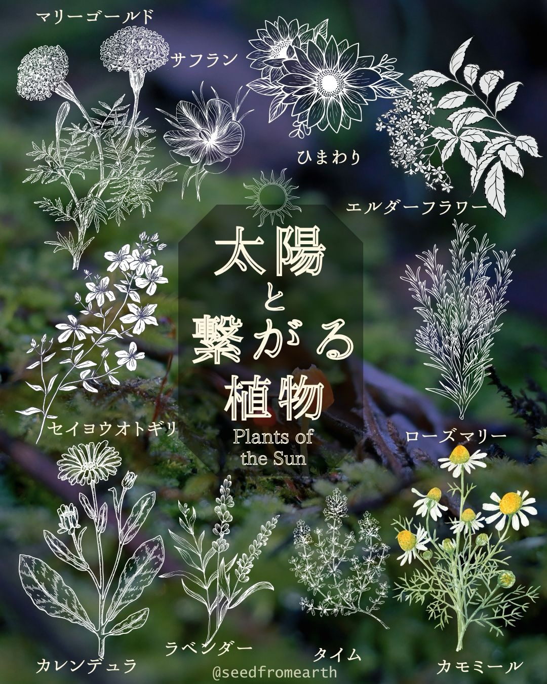 セラピーワールド大阪2026で植物を通じたチャクラの癒しを実施、ハーブ解説と潜在意識解放ワークを展開