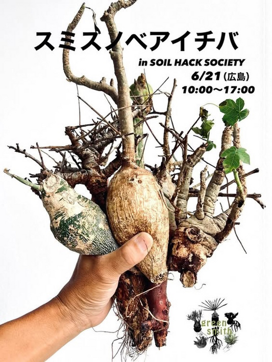 緊急ベアルート株販売2026がSOILHACKSOCIETYで開催、灌木中心の希少未発根株を販売