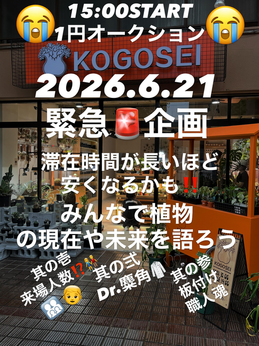KOGOSEIが2026年6月にビカクシダ無料診断を開催、即売会と板付けサービスも実施