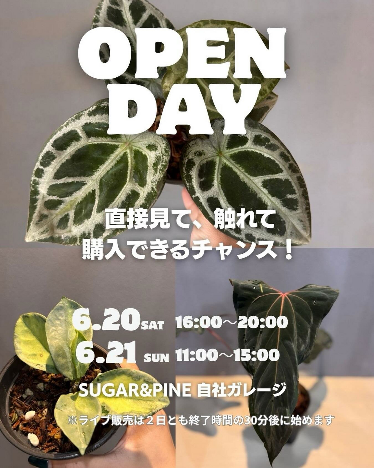 SUGAR&PINEが2026年6月にOPENDAYを開催、Equatorのアンスリウムを自社