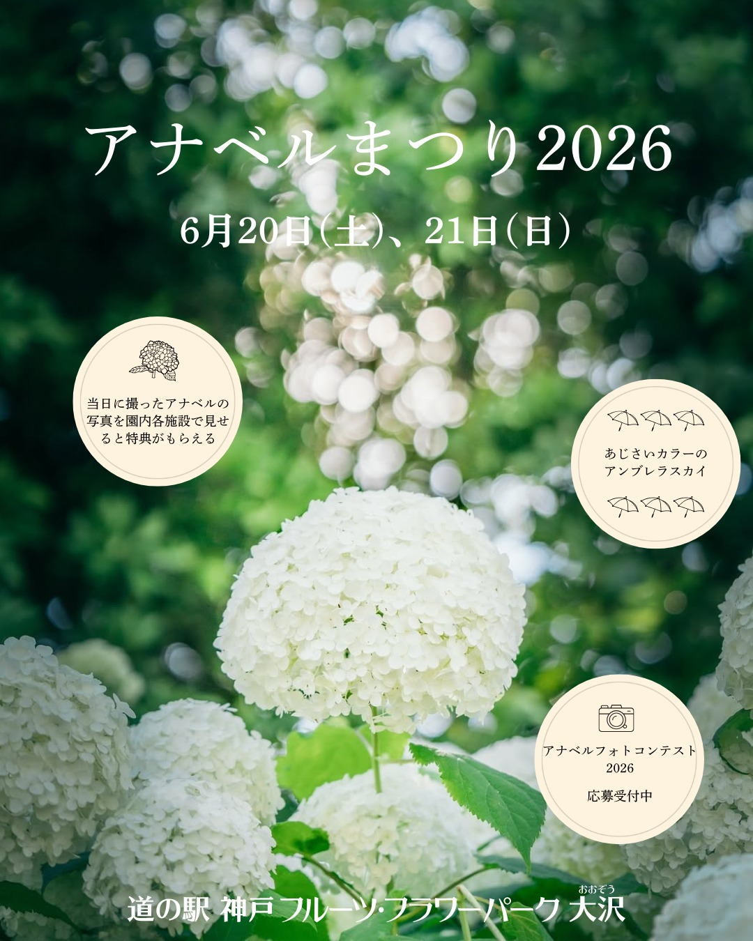 道の駅神戸フルーツフラワーパーク大沢が2026年6月にアナベルまつりを開催、写真提示で園内特典も実施