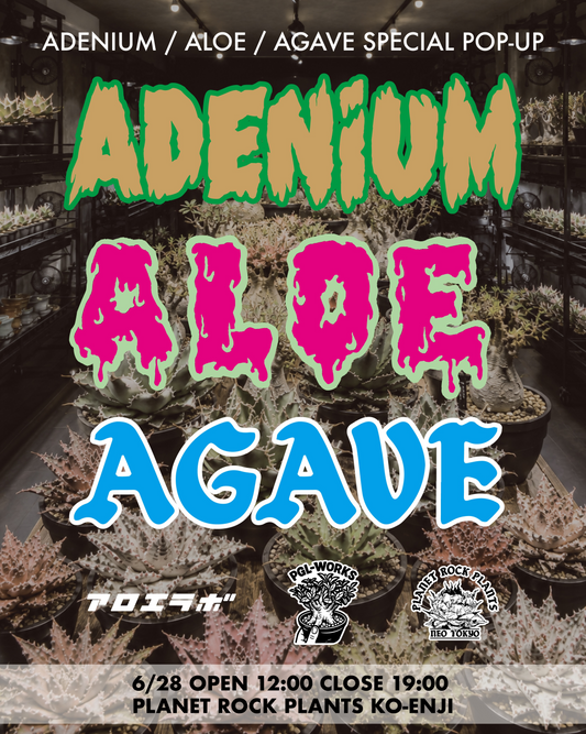 PLANETROCKPLANTS高円寺本店が2026年6月にSPECIALPOPUPを開催、アデニウムやアロエとアガベが集結