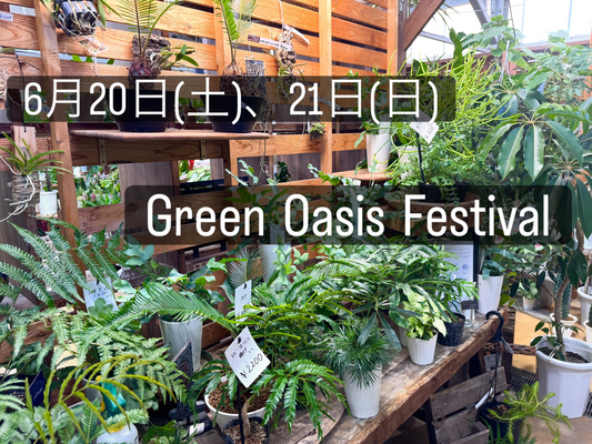 34Gardenflowerが2026年6月にGreenOasisFestivalを開催、観葉植物入荷と2日間2割引を実施