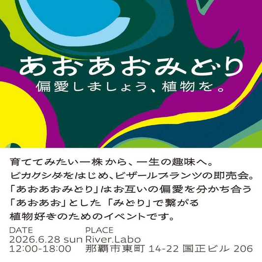 真夜中の植物屋さんRiverLaboが2026年6月にあおあおみどりを開催、ビカクシダとビザールプランツが那覇に集結