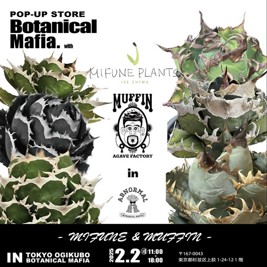 マフィン&ミフネアガベがbotanical mafiaに初出店、特別な新入荷株の販売と即売会を開催