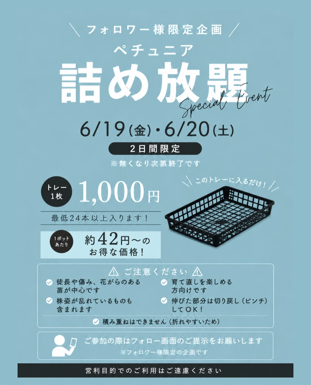 水野園芸が2026年6月にフォロワー限定ペチュニア詰め放題を開催、トレー1枚1000円で実施