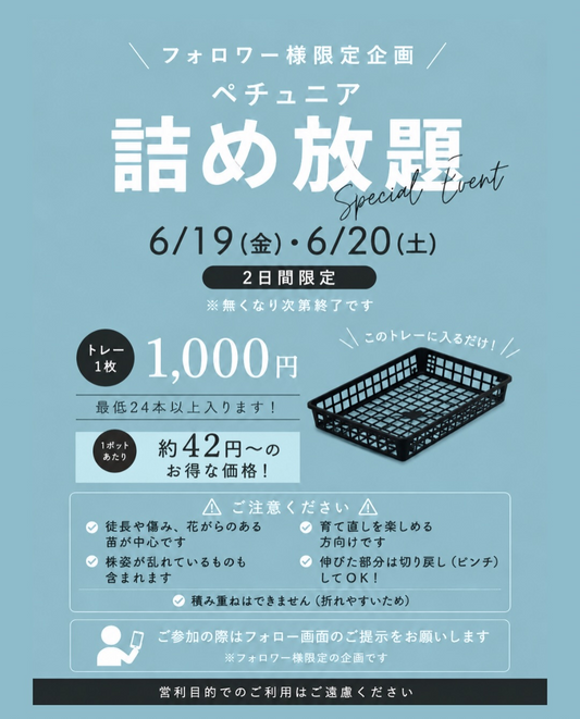 水野園芸が2026年6月にフォロワー限定ペチュニア詰め放題を開催、トレー1枚1000円で実施