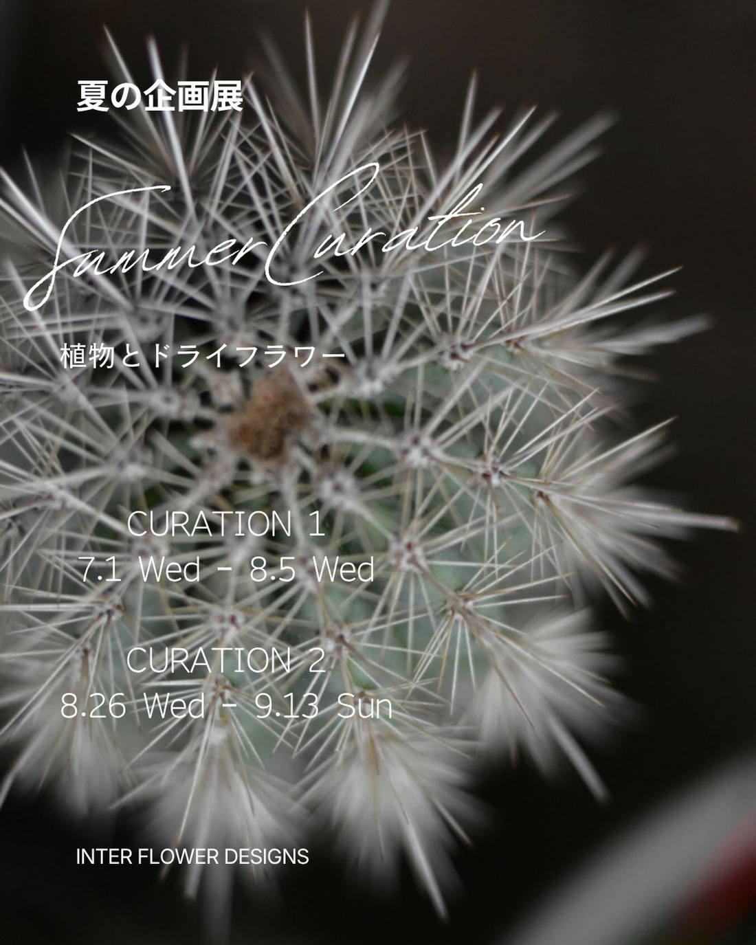 夏の企画展植物とドライフラワー2026がInterFlowerDesignsで開催、観葉植物とドライフラワー作品を展示販売