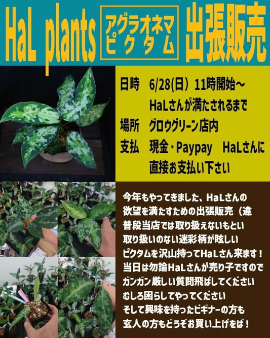 HaLplantsアグラオネマピクタム出張販売2026がグロウグリーンで開催、迷彩柄のピクタムを店頭販売
