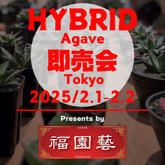 福園藝が東京で台湾ハイブリッドアガベ即売会を開催、サイコロ割引で最大6000円の特典も提供