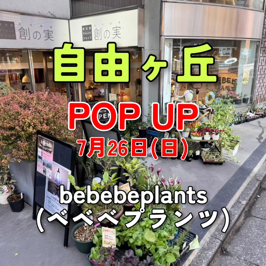 bebebeplants自由ヶ丘POP-UPが1日限りで開催、購入特典のセレクト苗が植物愛好家の来店機会に