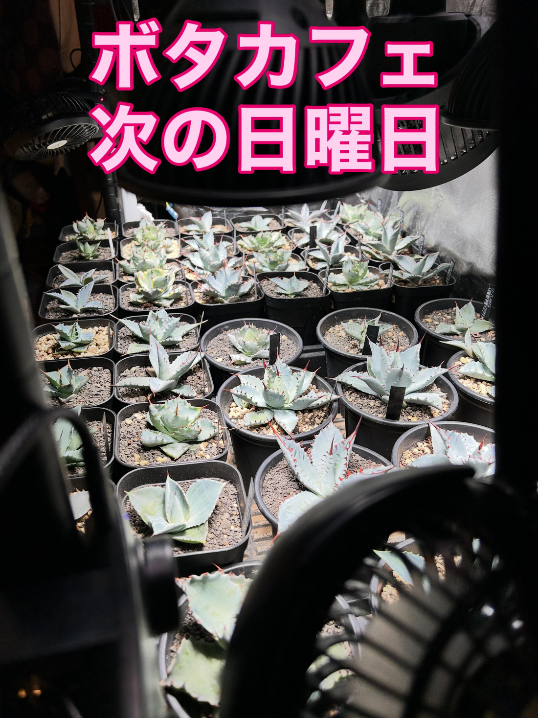 ボタニカルカフェ in kitchen TENが松山市で開催、オージープランツやアガベがカフェ前に集結