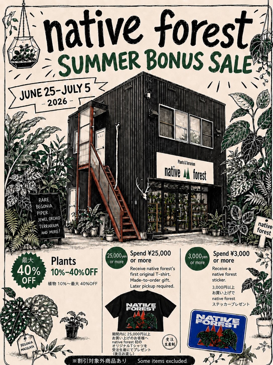 native forest SUMMER BONUS SALE2026が札幌で開催、ベゴニアやアンスリウムが特別価格に