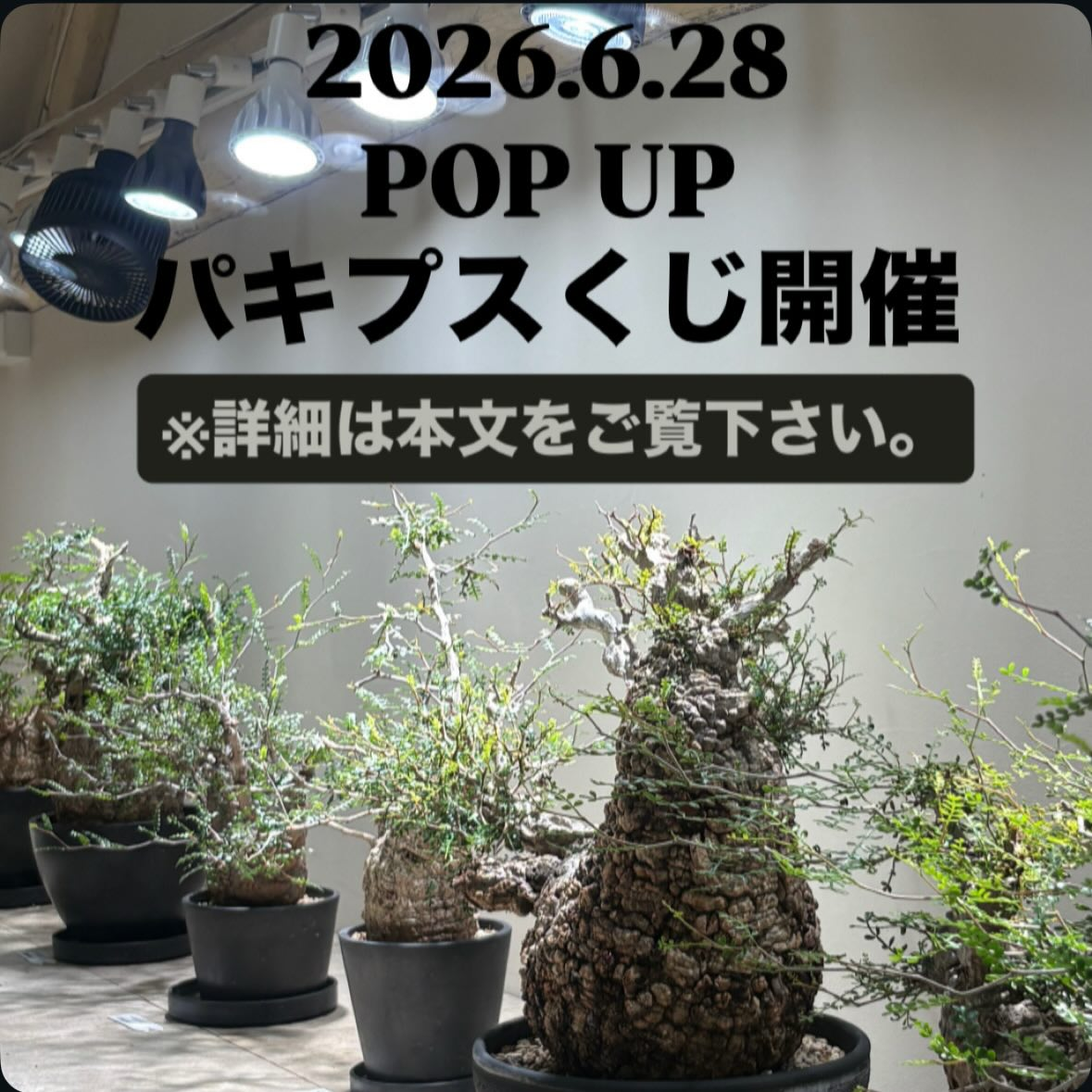 POP UPパキプスくじ2026が松山市で開催、一等パキプス現地球と参加賞植物を用意 - リーフラ編集部