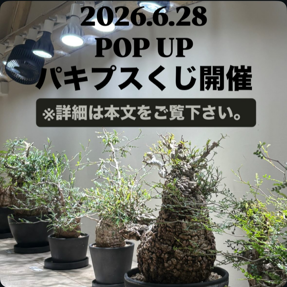 POP UPパキプスくじ2026が松山市で開催、一等パキプス現地球と参加賞植物を用意