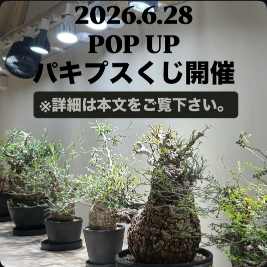 POP UPパキプスくじ2026が松山市で開催、一等パキプス現地球と参加賞植物を用意