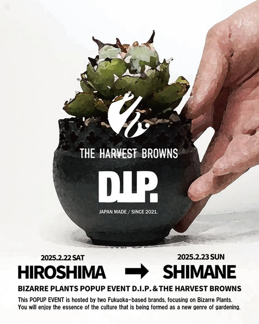 D.I.P.とTHE HARVEST BROWNSが広島・島根で特別POPUPを開催、アガベと鉢による独自の世界観を展開