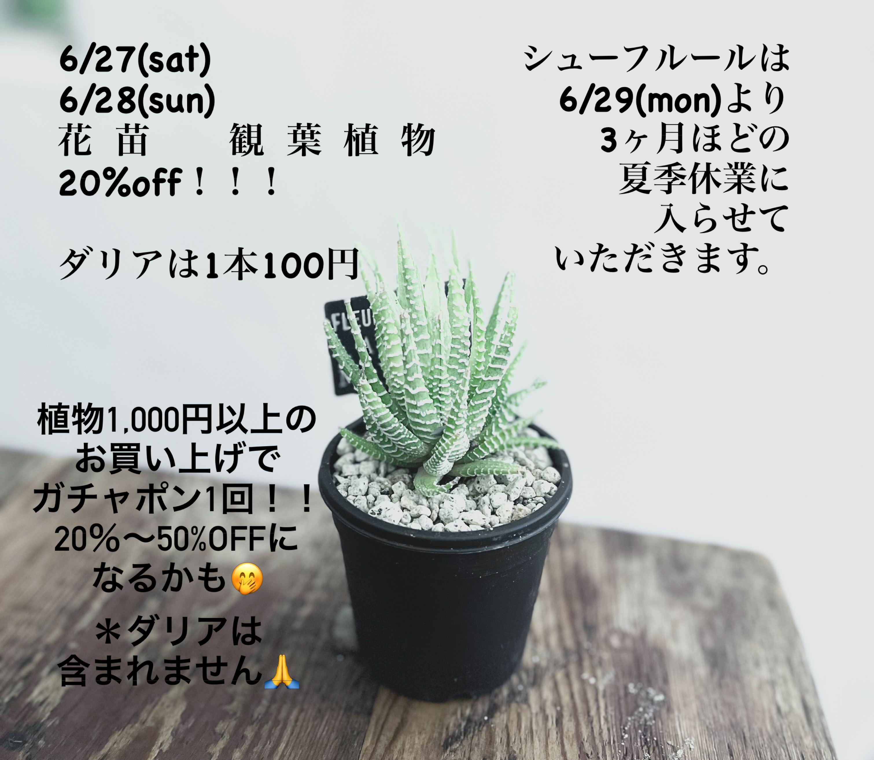 シューフルールお休み前SALE2026が福津市で開催、花苗と観葉植物20%offやダリア販売を実施 - リーフラ編集部