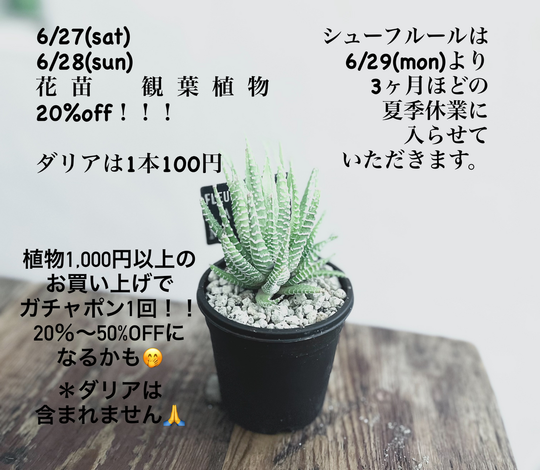 シューフルールお休み前SALE2026が福津市で開催、花苗と観葉植物20%offやダリア販売を実施