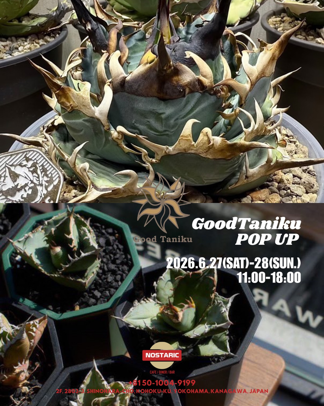 Green Gallery Gardensたまプラーザテラス店がTERRACE THE SALE2026を開催、植物と鉢の割引販売が実施